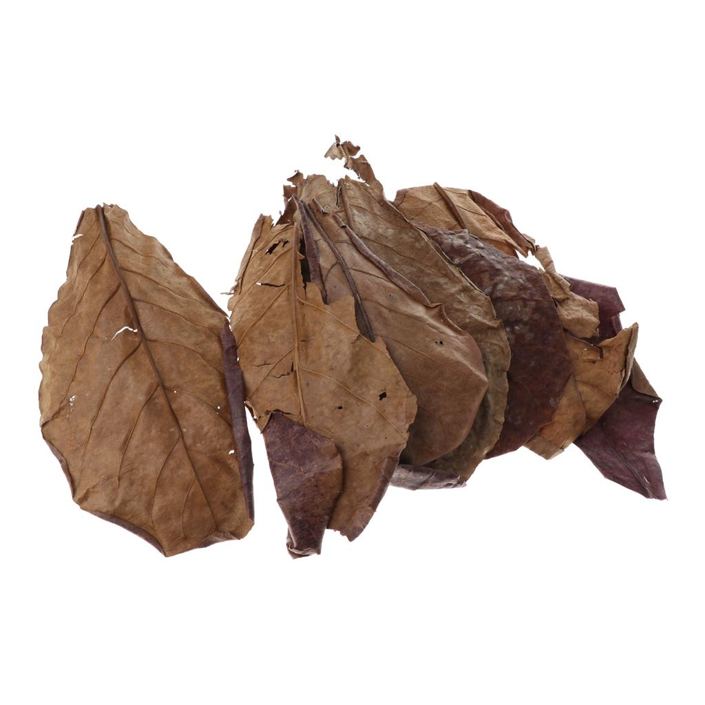 Aquarium Plant Roots - Fish Aquariums Indian Almond Leaves Brown