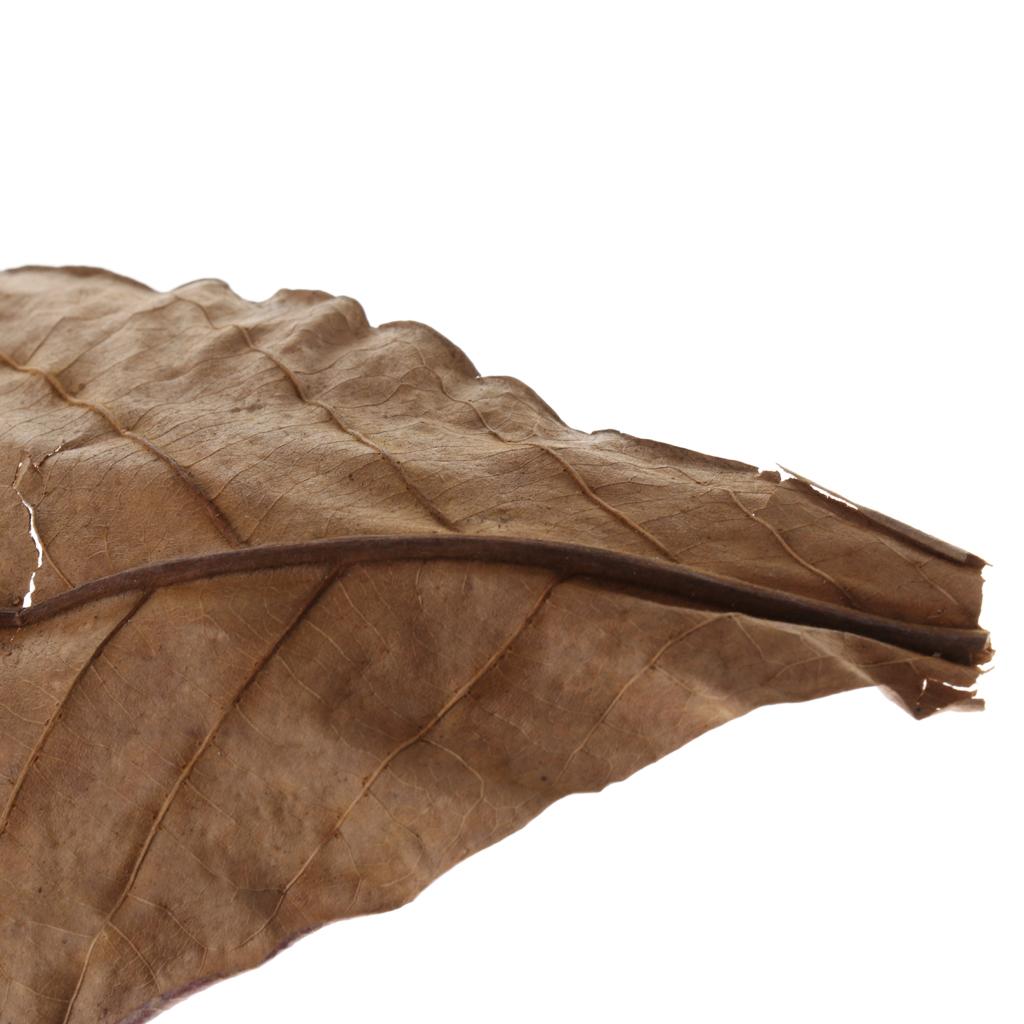 Fish Aquariums Indian Almond L - Aquarium Plant Roots review and price