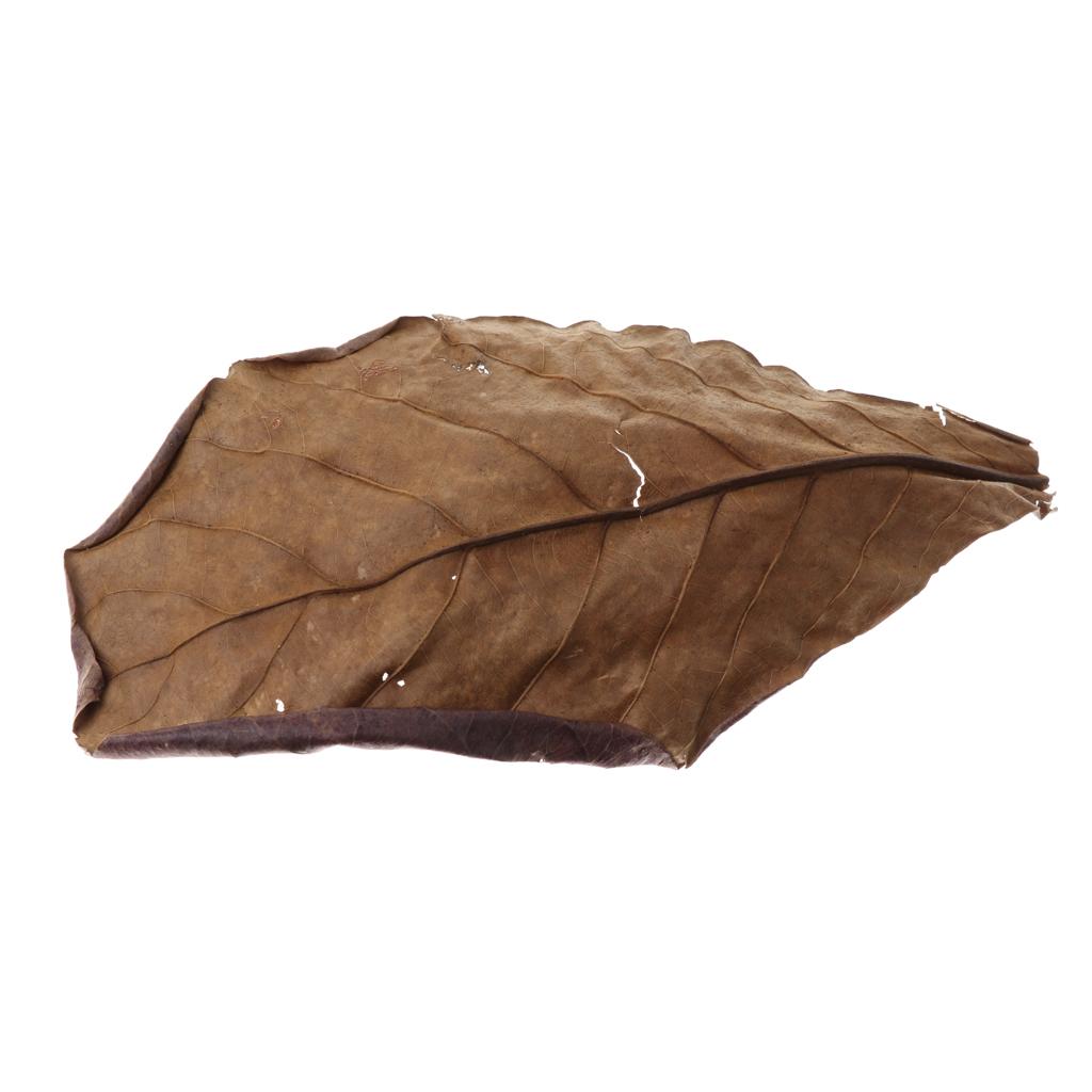 Fish Aquariums Indian Almond L - Aquarium Plant Roots review and price