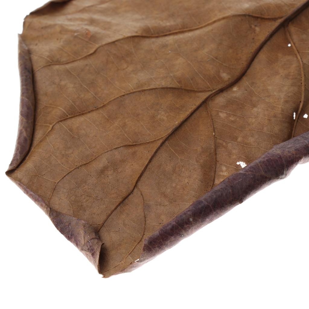 Fish Aquariums Indian Almond L - Aquarium Plant Roots review and price