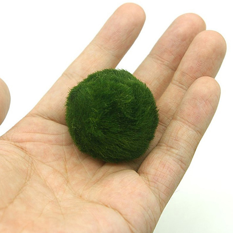 Marimo Moss Balls Live Aquariu - Aquarium Plant Roots review and price