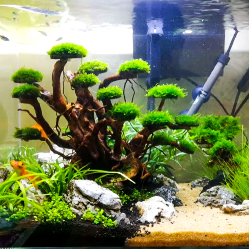 Aquarium Landscaping Moss Tree - Aquarium Plants Book review and price